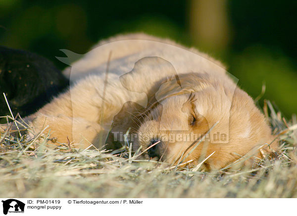mongrel puppy / PM-01419