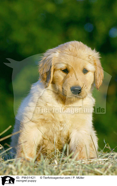 mongrel puppy / PM-01421