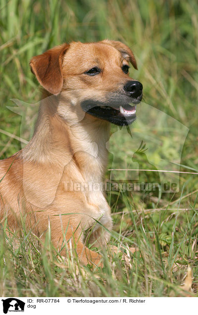 Hund / dog / RR-07784