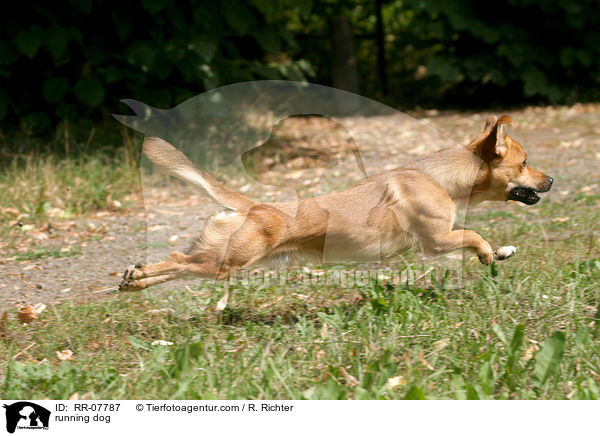 running dog / RR-07787