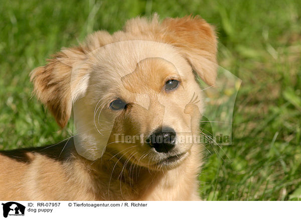 dog puppy / RR-07957