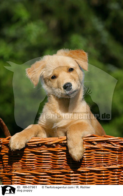 dog puppy / RR-07961