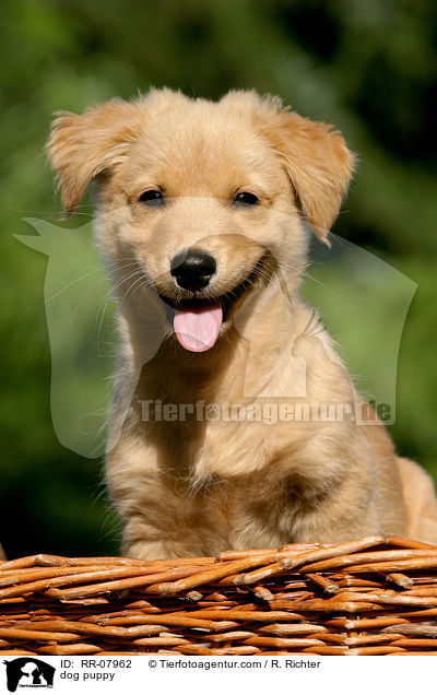 dog puppy / RR-07962
