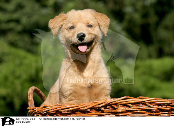 dog puppy / RR-07963