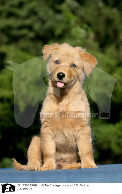 dog puppy / RR-07968