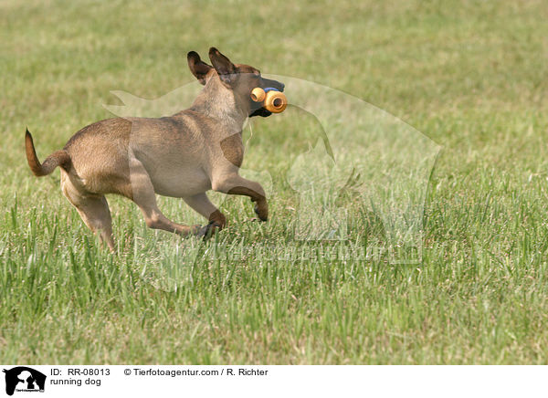 rennender Hund / running dog / RR-08013
