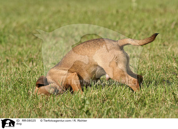 Hund legt sich zum wlzen / dog / RR-08025