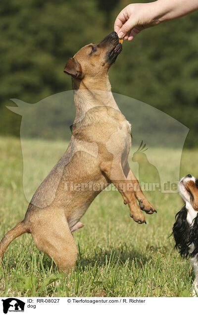 Hund macht Mnnchen / dog / RR-08027