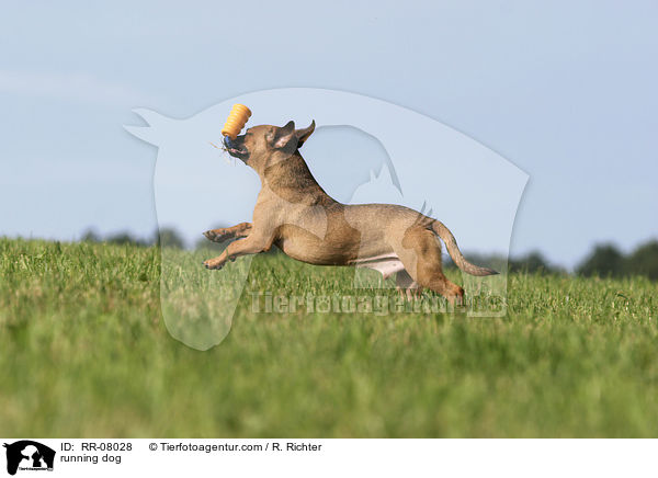 rennender Hund / running dog / RR-08028
