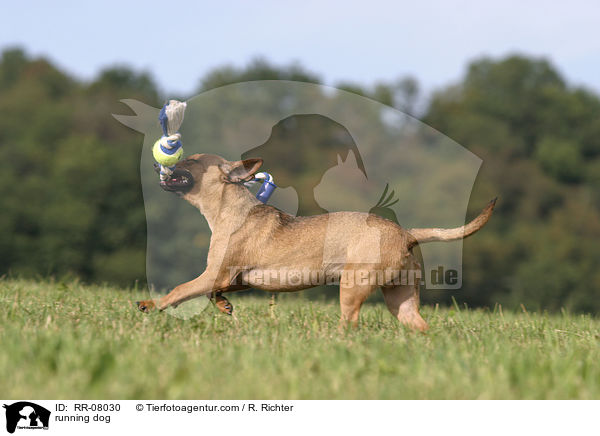rennender Hund / running dog / RR-08030