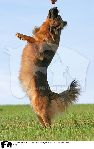 Hund macht Mnnchen / dog / RR-08040