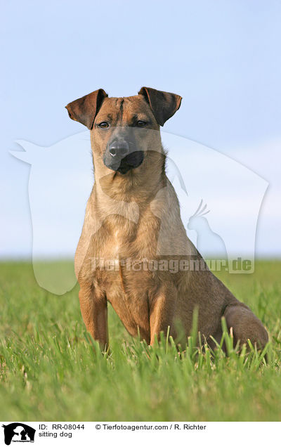 sitzender Hund / sitting dog / RR-08044