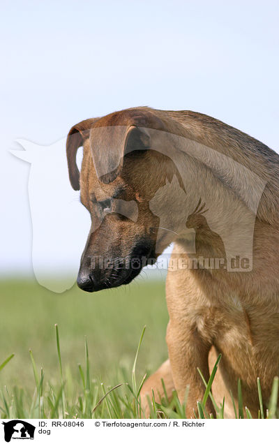Mischling / dog / RR-08046