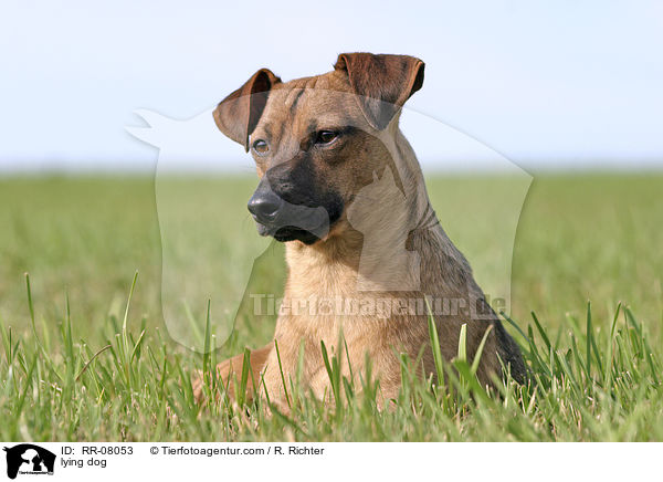 liegender Hund / lying dog / RR-08053