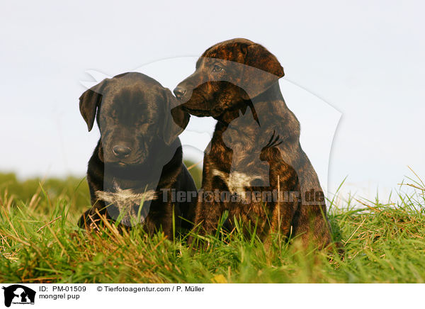 mongrel pup / PM-01509