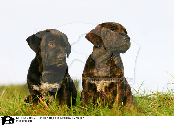 mongrel pup / PM-01510