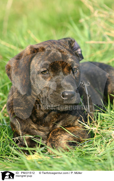 mongrel pup / PM-01512