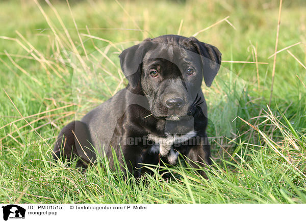 Mischlingswelpe / mongrel pup / PM-01515