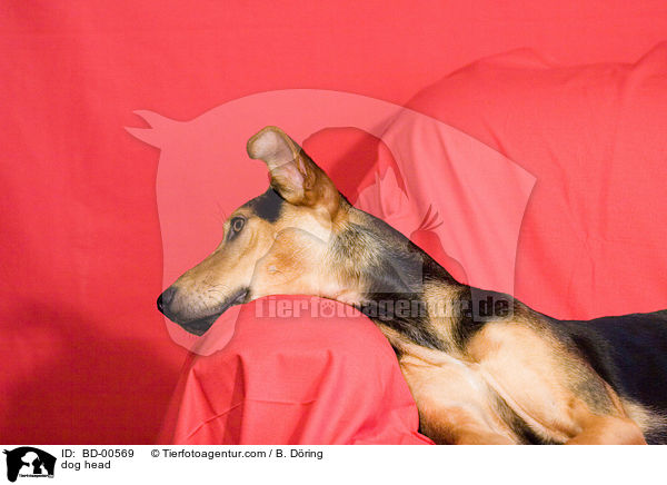 Mischling Portrait / dog head / BD-00569