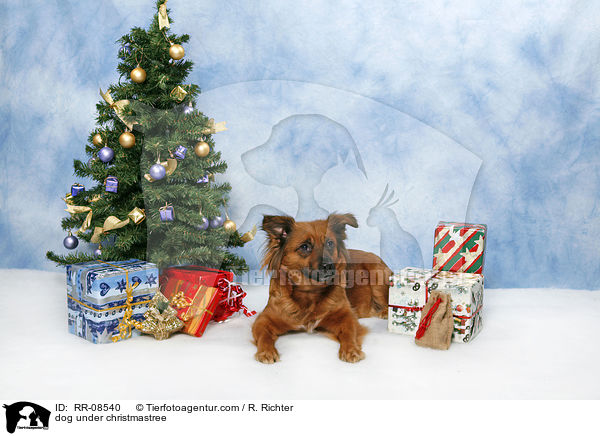 dog under christmastree / RR-08540