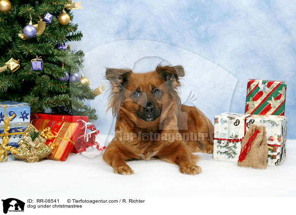 dog under christmastree / RR-08541