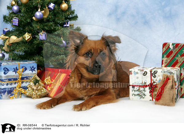 dog under christmastree / RR-08544