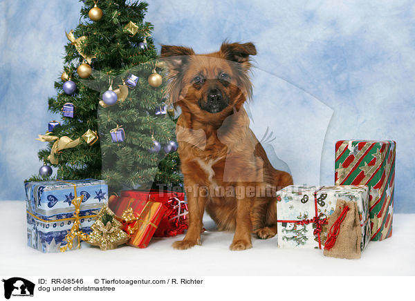 dog under christmastree / RR-08546