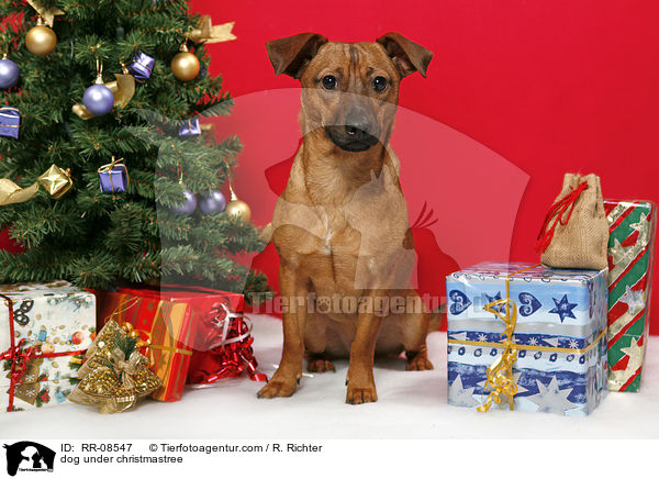 dog under christmastree / RR-08547