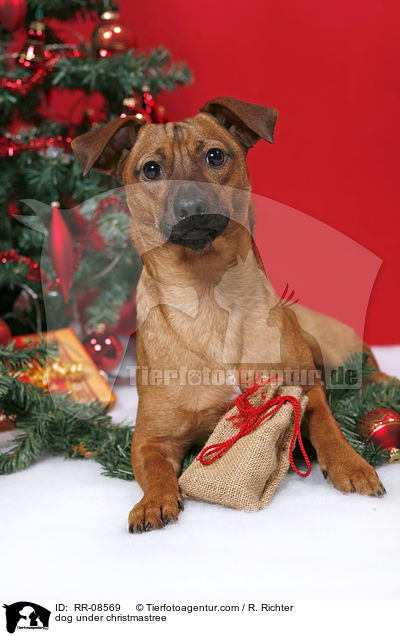 Hund unterm Weihnachtsbaum / dog under christmastree / RR-08569