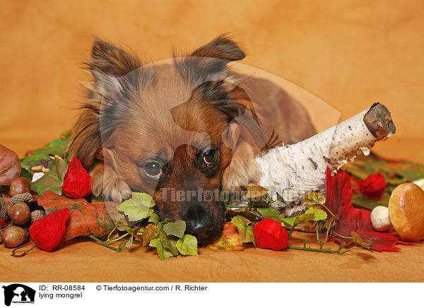 liegender Mischling / lying mongrel / RR-08584