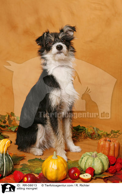 sitzender Mischling / sitting mongrel / RR-08613