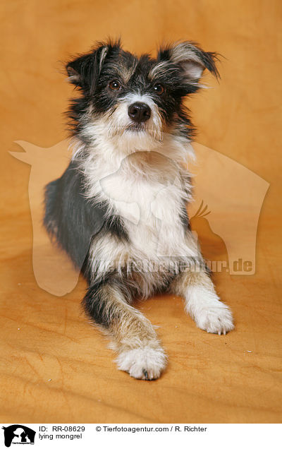 liegender Mischling / lying mongrel / RR-08629