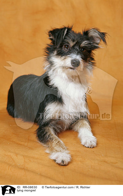 liegender Mischling / lying mongrel / RR-08630