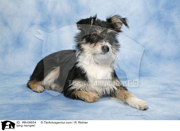 liegender Mischling / lying mongrel / RR-08654