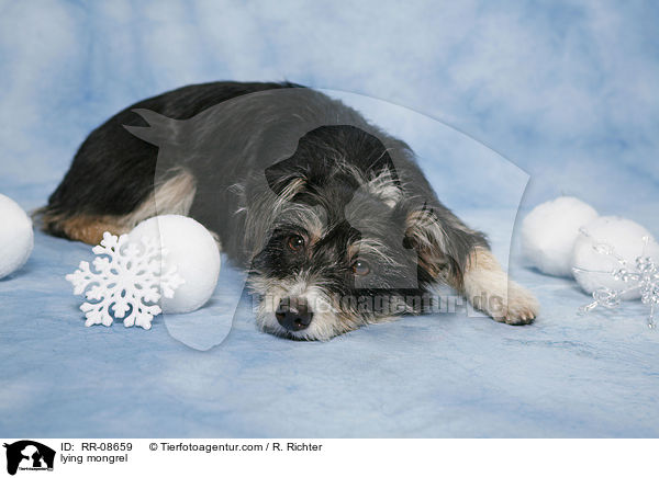 liegender Mischling / lying mongrel / RR-08659