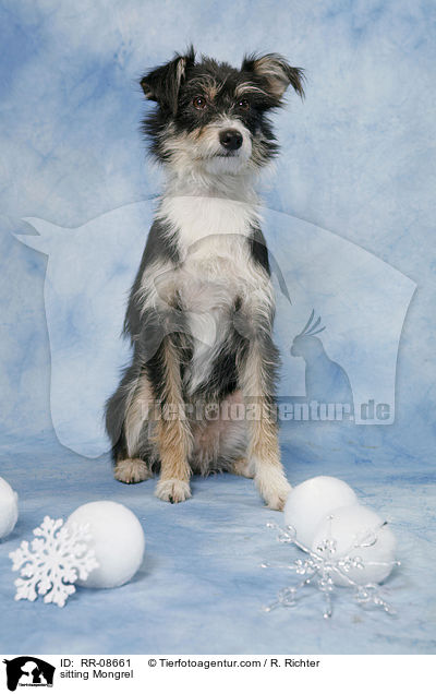 sitzender Mischling / sitting Mongrel / RR-08661