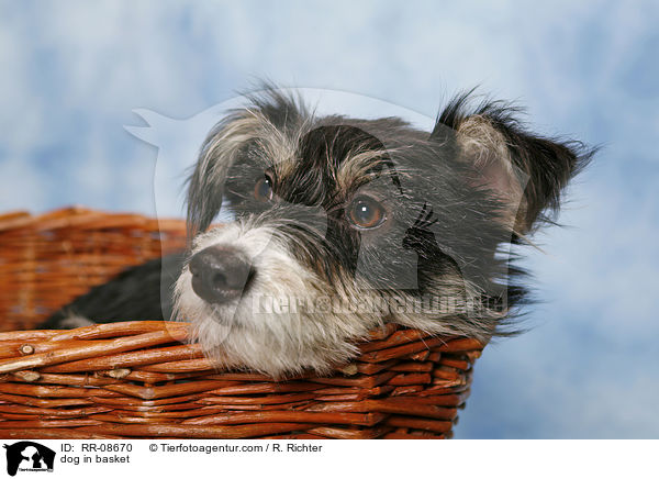Mischling im Krbchen / dog in basket / RR-08670