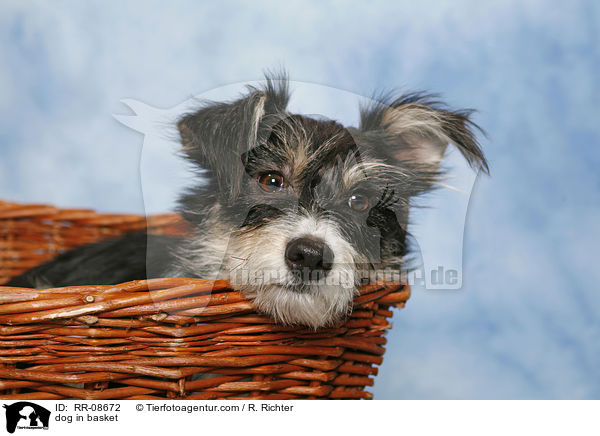 Mischling im Krbchen / dog in basket / RR-08672