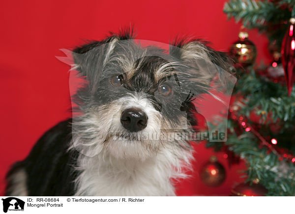 Mischling Portrait / Mongrel Portrait / RR-08684