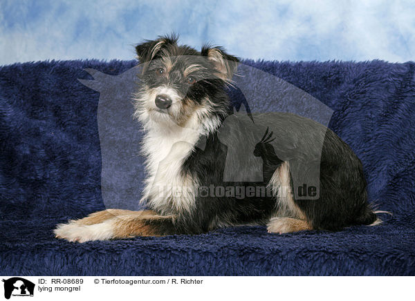 liegender Mischling / lying mongrel / RR-08689