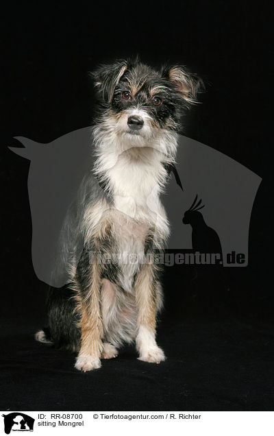 sitzender Mischling / sitting Mongrel / RR-08700