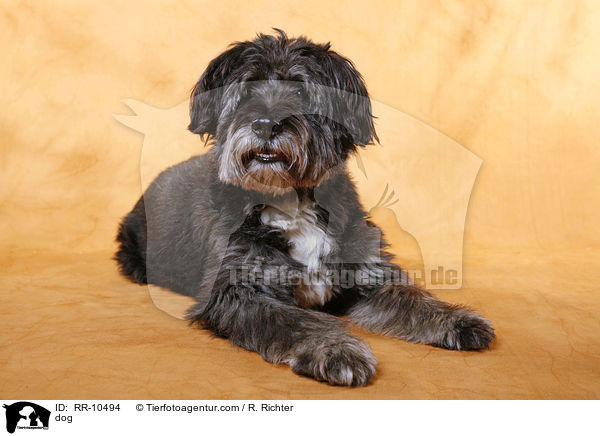 Mischling / dog / RR-10494