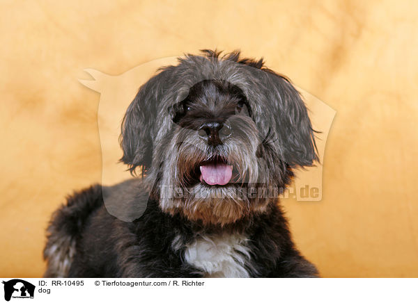 Mischling / dog / RR-10495