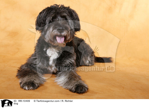 Mischling / dog / RR-10499