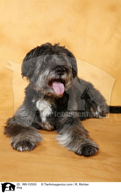 Mischling / dog / RR-10500