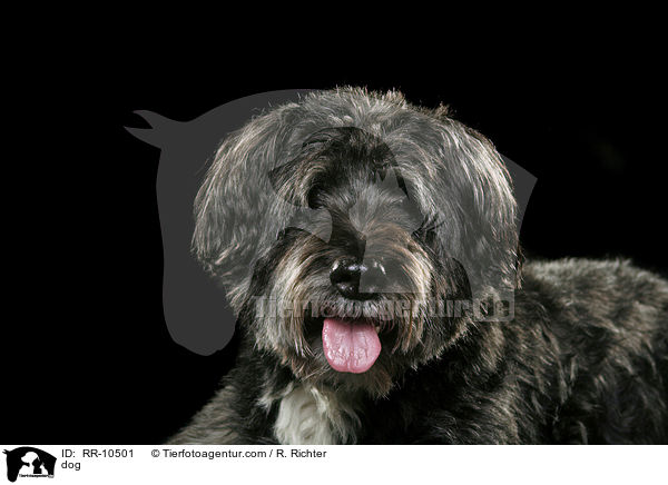 Mischling / dog / RR-10501