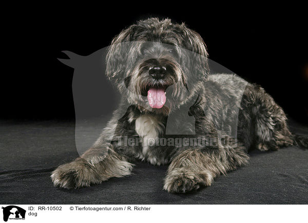 Mischling / dog / RR-10502