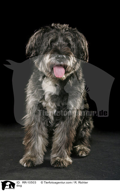 Mischling / dog / RR-10503