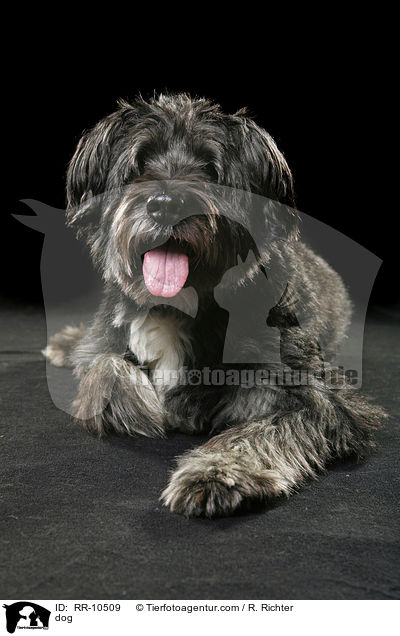 Mischling / dog / RR-10509