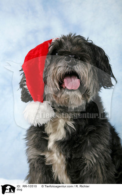 Mischling / dog / RR-10510